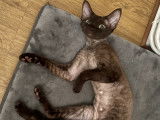 Chatte Devon Rex chocolat LOOF disponible pour saillie