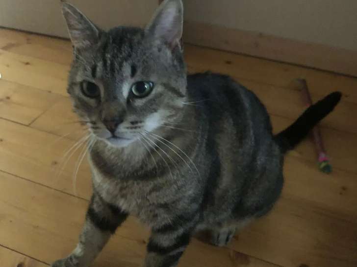 À adopter, chat âgé de 5 ans