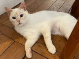 Disponible à l'adoption, chatte blanche
