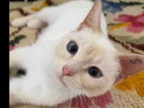 Disponible à l'adoption, chatte blanche