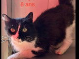 En attente d'adoption, chatte au pelage noir et blanc