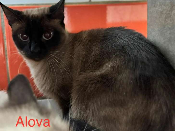Prête pour l’adoption, chatte Siamoise marron