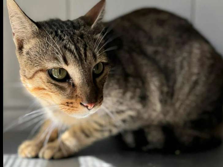 En attente d'une famille, chat de couleur tigrée