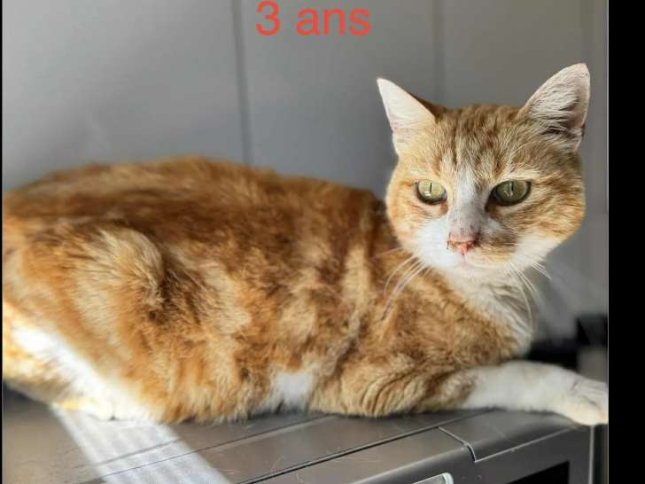 À accueillir, chatte rousse et blanche