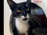 En quête d'une famille, chatte de 2 ans