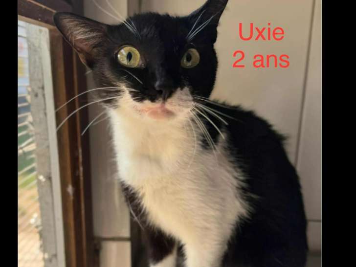 Adoption disponible : chatte noire et blanche
