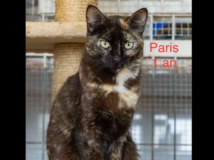 À la recherche d'une famille, chatte au pelage écaille de tortue