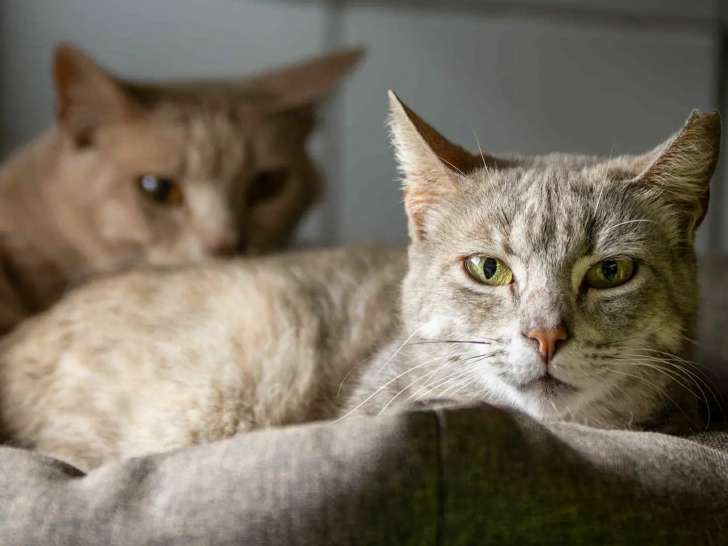 À adopter : chatte tigrée grise