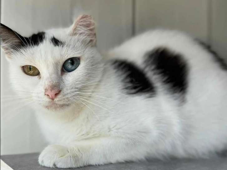 Disponible à l'adoption : chatte blanche avec marque noire