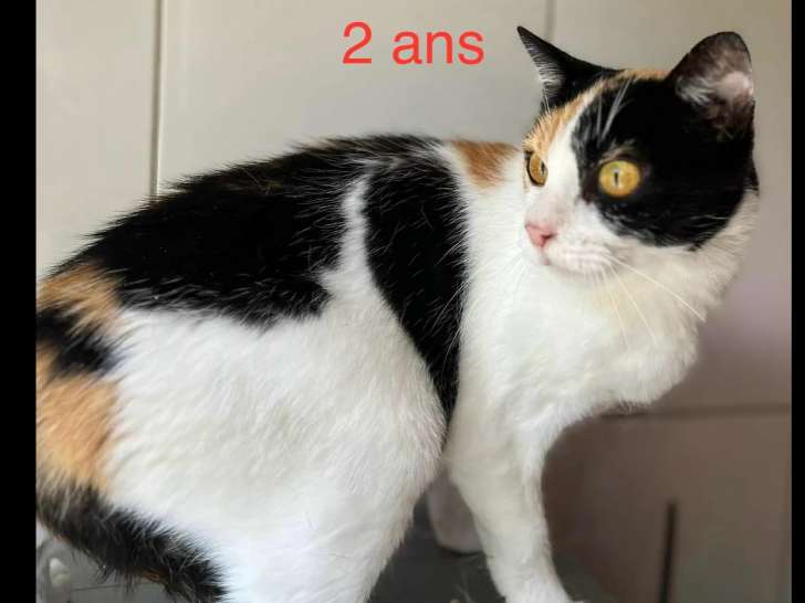 En attente d'adoption : chatte tricolore