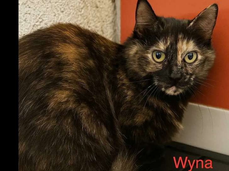 Prête pour l’adoption : chatte d'un an