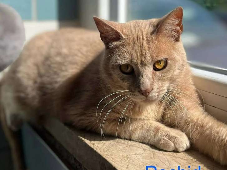 En attente d’une famille : chat à la fourrure beige