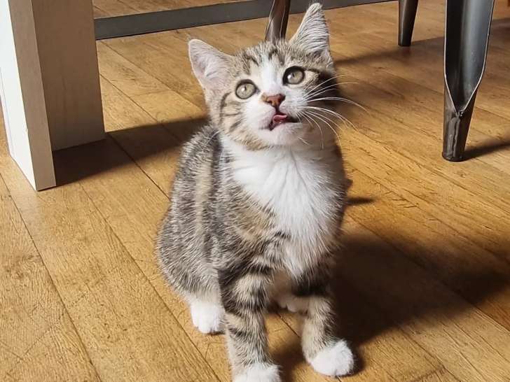 À accueillir : chaton femelle de 3 mois