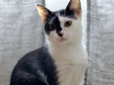 Adoption disponible : chaton femelle noir et blanc