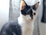 Adoption disponible : chaton femelle noir et blanc