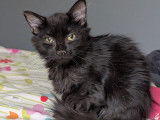 À la recherche d'une famille : chatonne de 5 mois
