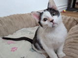 Chaton mâle noir et blanc à adopter