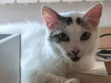 Chat tigré blanc disponible à l'adoption