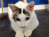Chat tigré blanc disponible à l'adoption