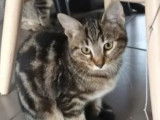 Chatonne tigrée prête pour l’adoption