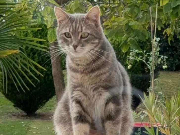 Chat tigré gris à accueillir