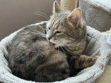 Chat tigré gris à accueillir