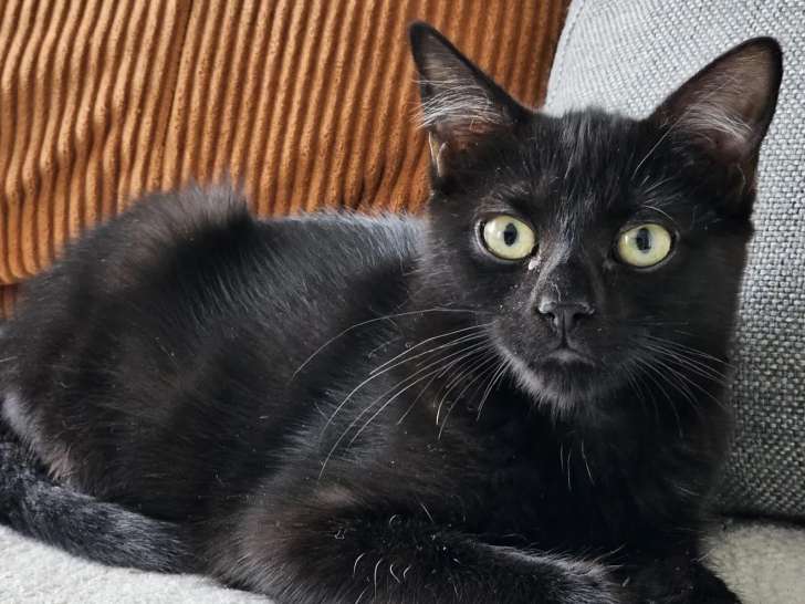 Chatonne noire en quête d’une famille