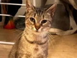 Adoption disponible : chatte tigrée