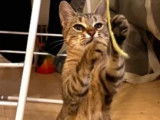 Adoption disponible : chatte tigrée