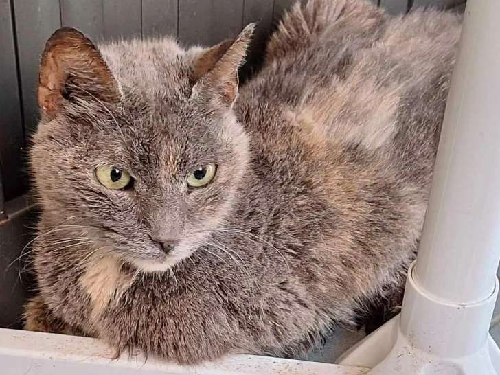 Chatte de 5 ans en attente d'adoption