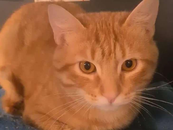 Chats tigré roux à la recherche d'une famille