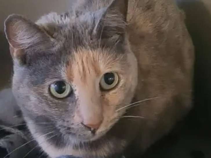 À adopter, chatte de 3 ans