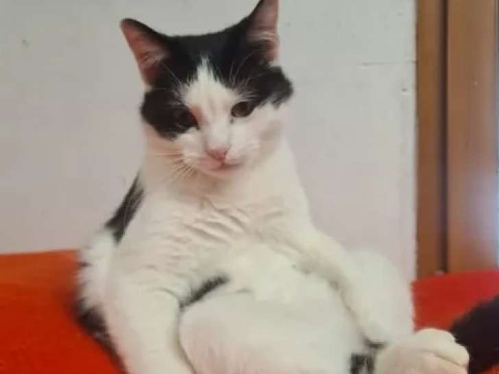 Disponible à l'adoption, chat noir et blanc