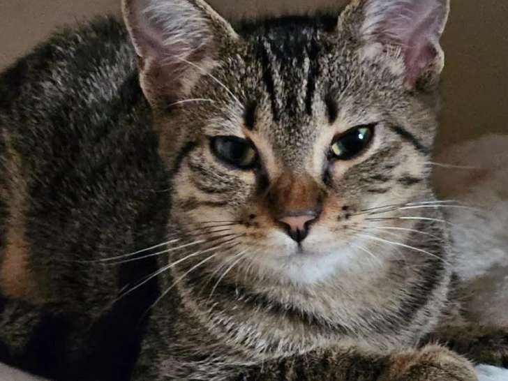 En attente d'adoption, chaton mâle tigré gris
