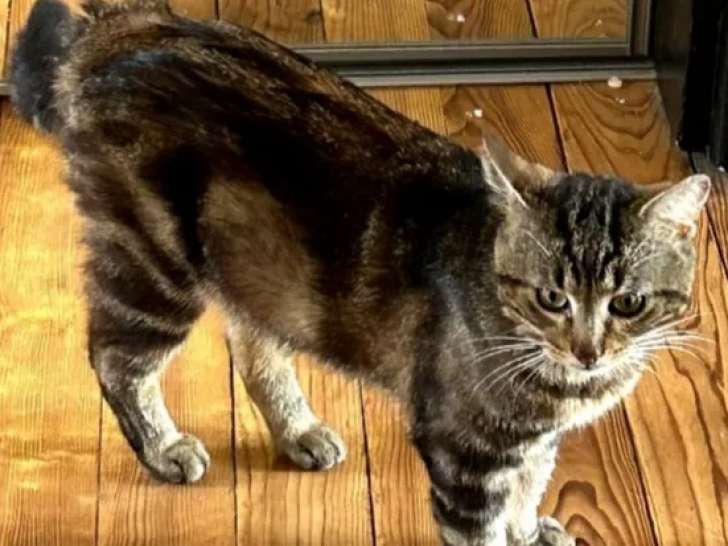 Prêt pour l’adoption, chat âgé de 3 ans