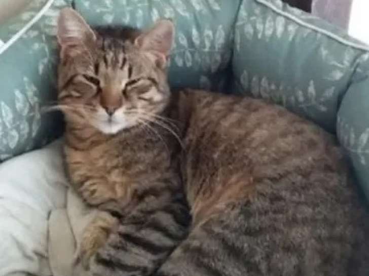 À accueillir, chat âgé d'un an
