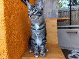 À adopter : chaton mâle de 6 mois