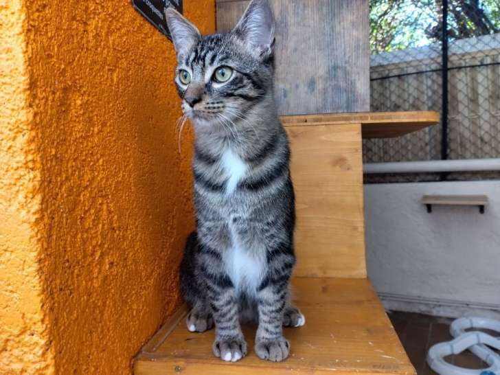 À adopter : chaton mâle de 6 mois