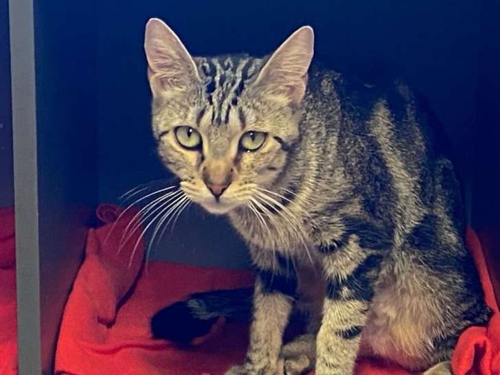 Disponible à l'adoption : chatte à la fourrure tigrée