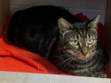 En attente d'adoption : chatte d'un an