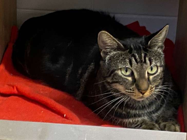 En attente d'adoption : chatte d'un an
