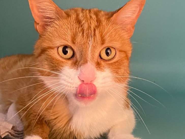 Prêt pour l’adoption : chat roux et blanc