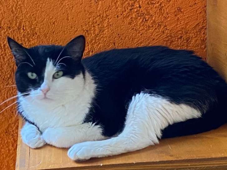 En attente d'un foyer : chatte de 2 ans