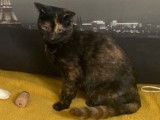À accueillir : chaton femelle Scottish Fold de 5 mois