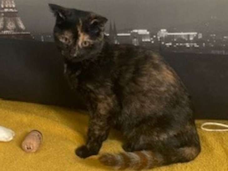 À accueillir : chaton femelle Scottish Fold de 5 mois