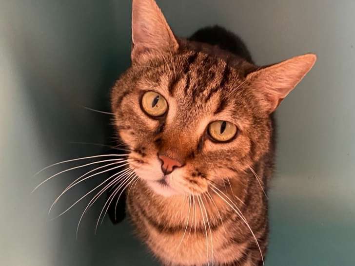 En quête d'un foyer : chat âgé de 9 ans