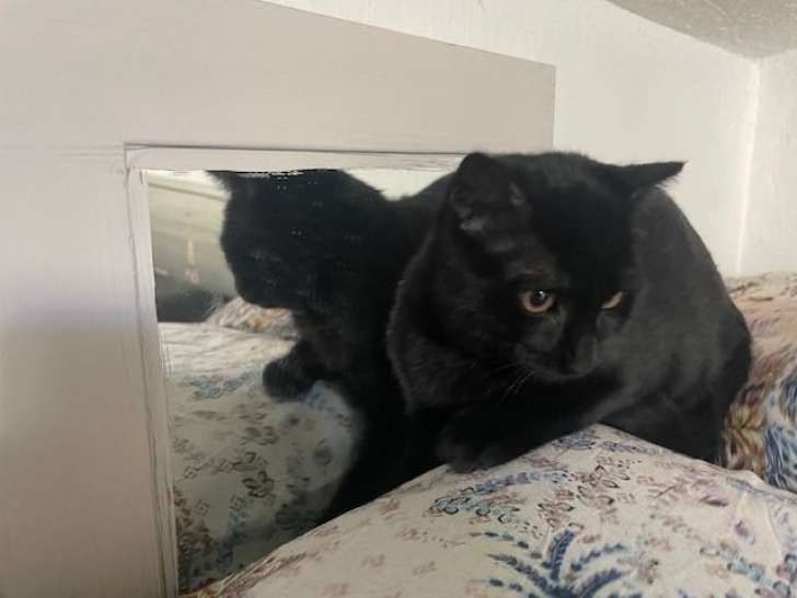 Adoption disponible : chaton mâle Scottish Fold au pelage noir