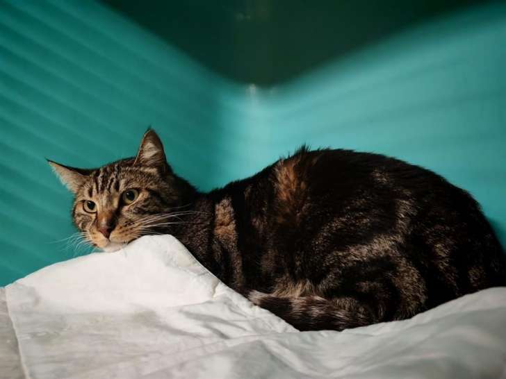 À la recherche d'un foyer : chat de couleur tigrée