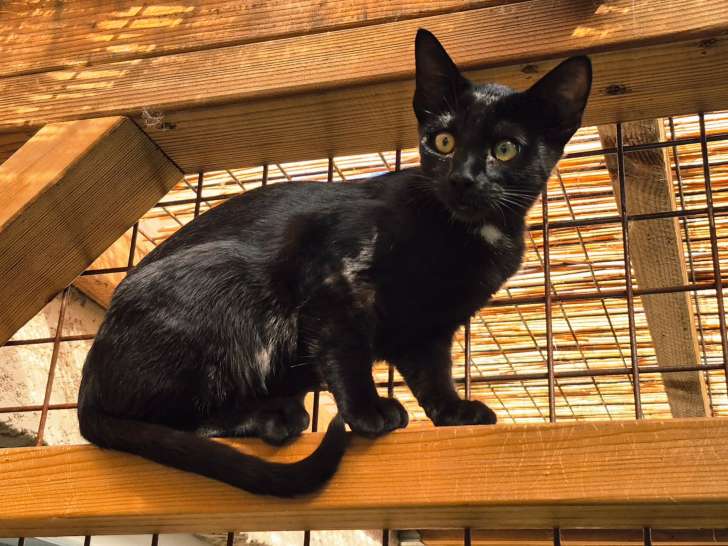 Chatonne Savannah mélanistique F7 sbt à vendre