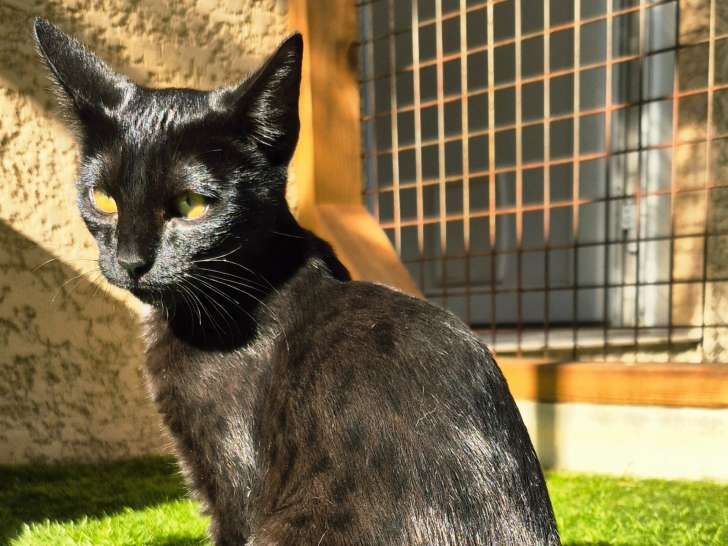 Chatonne Savannah mélanistique F7 sbt à vendre